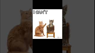 Live or die meme edit shortvideo memes cat [upl. by Klehm]