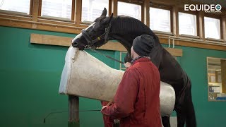 Les fabuleux étalons de dressage du Haras de Malleret [upl. by Oilcareh]