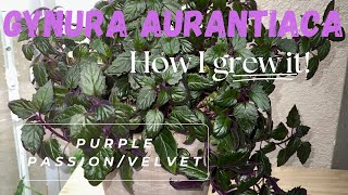 HOW TO GROW GYNURA AURANTIACA AKA PURPLE PASSIONVELVET [upl. by Scharf]