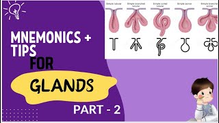 Mnemonics for glands 2 [upl. by Adriaens]