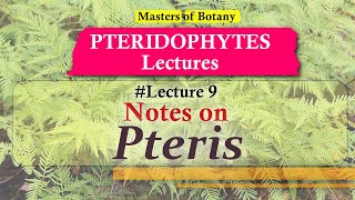 Lecture 9  Pteris Life Cycle  Pteridophyta Lecture Notes [upl. by Nagey]