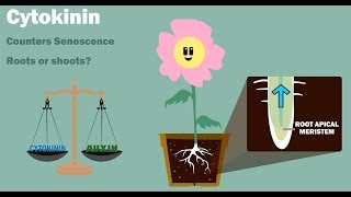 PLANT HORMONES  Auxin Gibberellin Cytokinin Ethylene Abscisic Acid [upl. by Waki772]