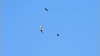 Common Buzzard being chased away by Crows  28th Sep 2024 2 [upl. by Monjan]