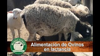 Preparación de alimento para hembras en lactancia [upl. by Baten]