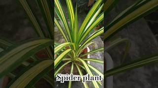 Spider plant youtubeshorts plants viralvideos indoorplants like sharevedios subscribeme [upl. by Alrahc258]