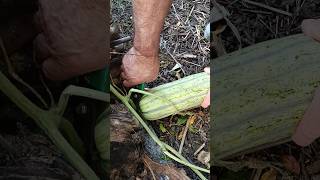 ZUCCA LUNGO♥️♥️♥️😍😋👍✅🇮🇹satisfying harvest vegetables [upl. by Terrej]