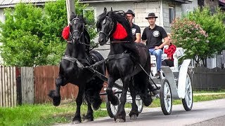 TRASURA CU CAI PENTRU NUNTA  Domeniul Cailor Bucovina 2018 [upl. by Ahsenwahs]