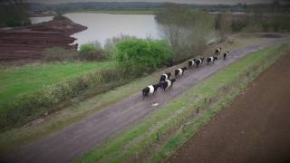 Belted Galloway Janets Belties [upl. by Holli]