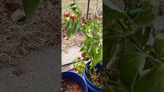 Cherry peppersContainer garden Heartland HQ [upl. by Parshall]