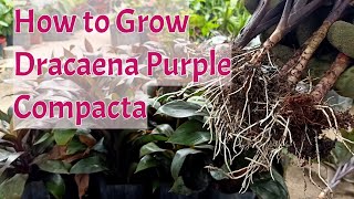 How To Propagate And Grow Dracaena Purple Compacta By Stem Cuttings [upl. by Netsirk960]