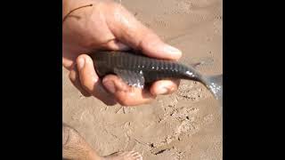 cómo encarnar con CASCARUDO cómo encarnar para surubí  rio bermejo pescando con sombra👍 [upl. by Hephzipa]