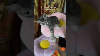 Everyday antics with 36 rescued catsWujiKitty antics cats shortscute [upl. by Yatnoj628]