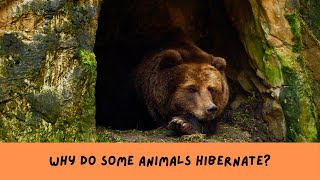 Why Do Some Animals Hibernate [upl. by Rochus404]