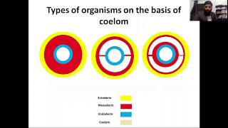 acoelomates pseudocoelomates coelomates schizocoelous and enterocoelous coelom formation [upl. by Lundgren133]