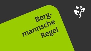 Die Bergmannsche Regel Übersicht  Biologie  Ökologie [upl. by Scurlock]