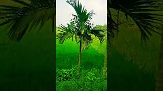 সুন্দরে সুন্দরে পাল্লা alingontv banglagojol gojol waliullahashekiwaz সুন্দর sky nice tv [upl. by Eelyak694]