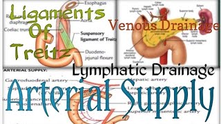 Duodenum2Ligament Of TreitzBlood SupplyNerve SupplyVenous DrainageLymphatic DrainageAbdominal [upl. by Hgielram887]