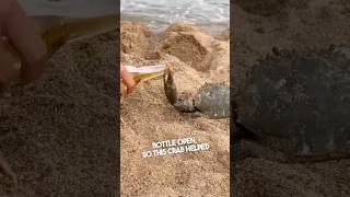 These guys had a crab open their bottle 😂 [upl. by Morentz]