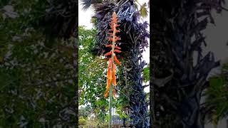 කෝමාරිකා මල දැක්කද aloe vera flowers komarika mala short [upl. by Eiuol894]