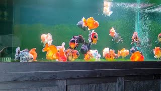 The Best 100 Goldfish Ever  Top quality goldfish ever [upl. by Vezza]