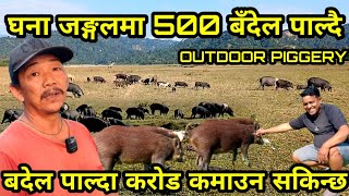 करिब 500 बँदेल जङ्गलमा छोडेर पाल्ने तारा दाइ OUTDOOR PIGGERY [upl. by Gredel]