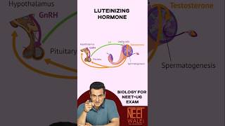 Role of Luteinizing Hormone  Reproductive system  Biology for NEET neet science biology ncert [upl. by Eleynad]