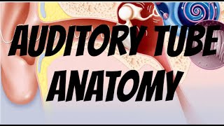 auditory tube anatomy simple prepare for exam clinical diagrams  notes for exam [upl. by Gottwald127]