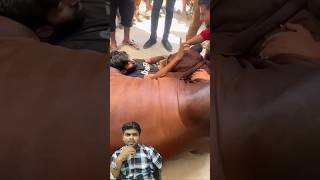 Kya Kar Raha hai bhai 😳😢 islamabad quran mutton bakra eidaladha shorts emotional [upl. by Ardnahc]