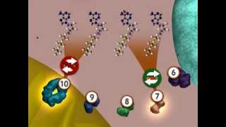 Glycolysis An Overview [upl. by Schindler]