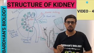 STRUCTURE OF KIDNEY  EXCRETORY PRODUCTS amp THEIR ELIMINATION CLASS 11 [upl. by Jea537]