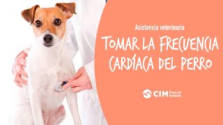 Cómo tomar la frecuencia cardiaca en el perro  CIM Formación [upl. by Norrek]