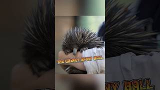 Echidna  The Quirky Spiny Mammal animalenigmas [upl. by Haseefan]