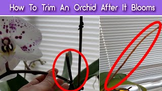 How To Prune Orchids After The Flowers Fall Off  Trim An Orchid After It Blooms [upl. by Nannarb417]