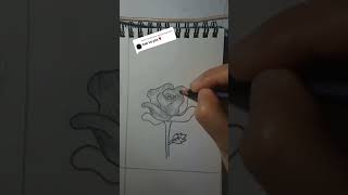 Rose flower rosé drawing [upl. by Chico]