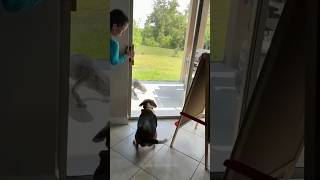 Episode 45  funny dogs 🤣🤣dog dogs funnydogs funnypetsmoments funnyvideo foryou [upl. by Winshell]