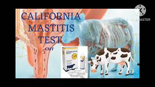 California mastitis test Explained in Urdu [upl. by Ayaros]