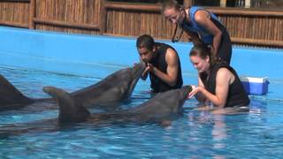 uShaka Sea World Dolphin Interaction [upl. by Auqenehs]