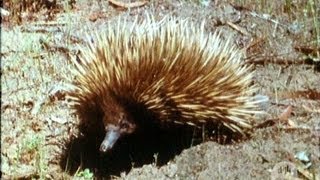 The echidna or spiny anteater 1969 [upl. by Kovacev]