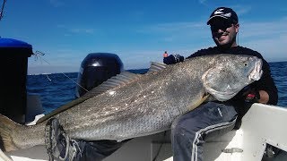 Pesca de corvina de 40kg ¡Impresionante lucha [upl. by Dorlisa836]