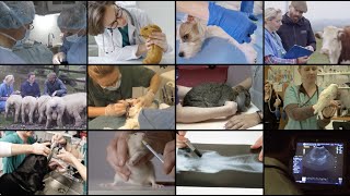 AVMA CVTEA® 50 years improving veterinary technician education [upl. by Enirod]