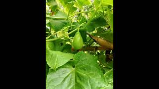 Kundol Wax Gourd Ash Gourd Winter Melon White Gourd Winter GourdBenincasa hispida [upl. by Anialad917]