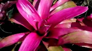 Neoregelia neo bromeliads explained [upl. by Hadias]