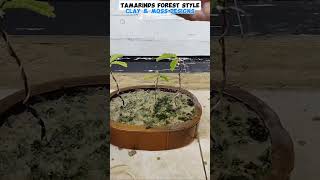 TAMARIND forest style tutorialsvideo tamarindtree gardening plantslovers naturelovers [upl. by Okajima]