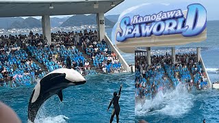 Whale Show at Kamogawa Sea World [upl. by Purdum]