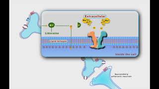 Local Anesthesia animation [upl. by Zaneski]