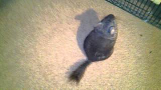 Chinchillas are fast [upl. by Amla]