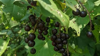 Chokecherry Foraging [upl. by Nossah435]