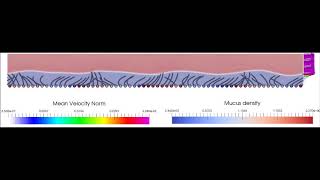 Sympleptic metachronal waves in a twophase environment [upl. by Cope]