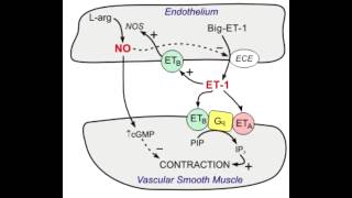 Bosentan  Endothelin blocker [upl. by Oremor110]