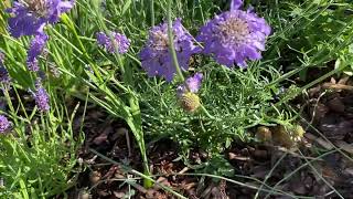 Scabiosa ördögszem [upl. by Bonnie]